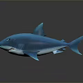 Blue Shark 3D Rendered Model With Sharp Teeth And Fins Against Black Background