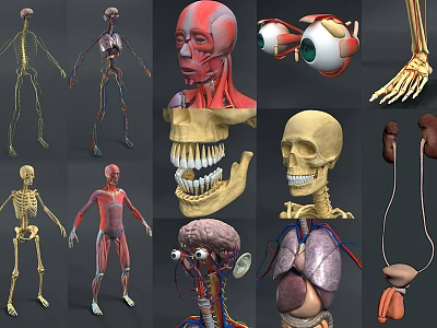 Anatomical structure of modern male human body 3d model