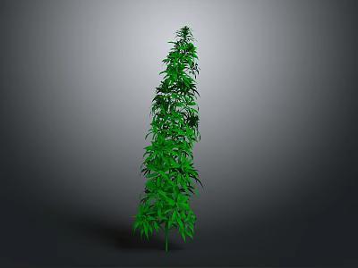 Tall Green Plant with Dense Leaves and Slender Shape Against Gray Background 3d model
