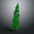 Tall Green Plant with Dense Leaves and Slender Shape Against Gray Background