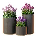 Potted Bonsai Plants With Healthy Lush Purple Flowers In Black Cylindrical Pots Three Different Sizes