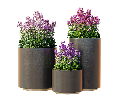 Potted Bonsai Plants With Healthy Lush Purple Flowers In Black Cylindrical Pots Three Different Sizes 3d model