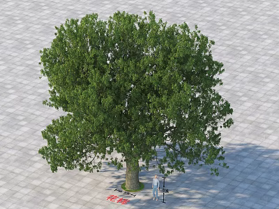 Large Deciduous Arbor With Lush Green Foliage Thick Trunk On Paved Ground And Human Figure 3d model