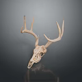 Natural Deer Skull With Large Antlers Displayed On Dark Background 3d model