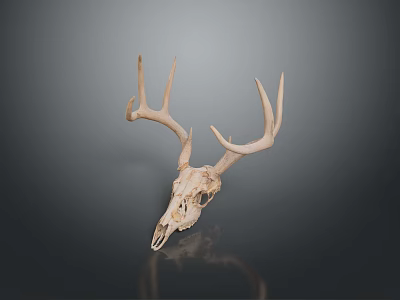 Deer skull antler bone animal skull animal skull tooth wild animal bone anatomy skull fossil skeleton animal skeleton 3d model