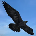 Majestic Eagle Flying with Spread Wings in Clear Blue Sky 3d model