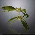 Vibrant Plant with Green Leaves and Yellow Flowers Isolated on Dark Background