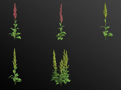 Vibrant Flowers and Plants with Red Green Spikes and Lush Green Leaves 3d model