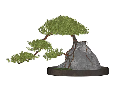 Bonsai Plant With Curved Trunk Green Foliage And Stone Base On Round Platform 3d model