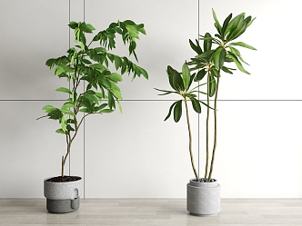 Modern potted plant potted plant home plant bonsai 3d model