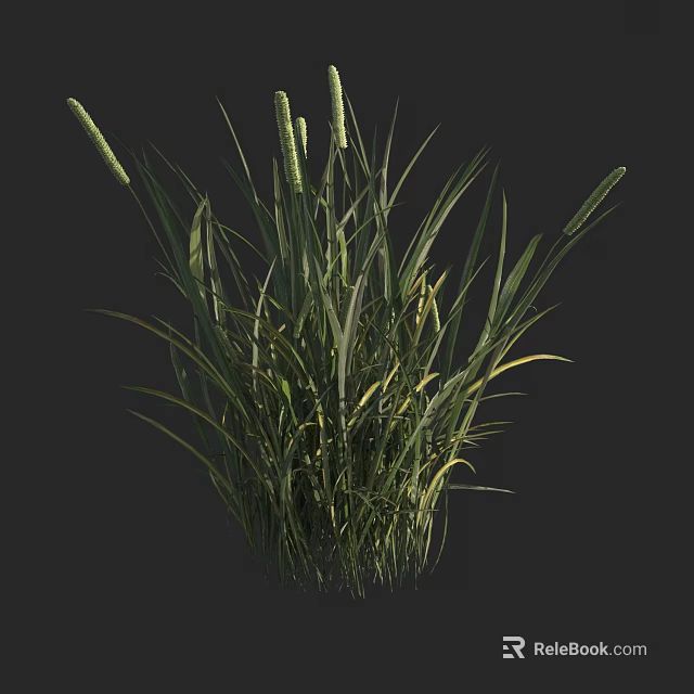 Lush Green Grass With Long Leaves And Spiky Seed Heads In Natural Growth 3d model 