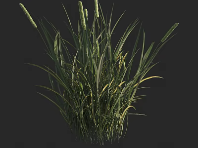 Lush Green Grass With Long Leaves And Spiky Seed Heads In Natural Growth 3d model
