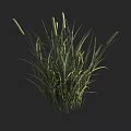 Lush Green Grass With Long Leaves And Spiky Seed Heads In Natural Growth