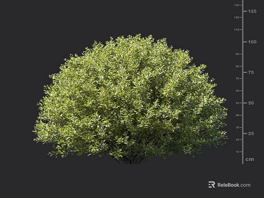Lush Green Shrub With Dense Foliage And Height Measurement Scale 3d model