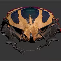 Colorful Beetle With Purple Blue Yellow Red Stripes And Large Horn Against Dark Background