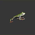 Green Frog with Red Eyes Orange Toes and Colorful Legs on Gray Background