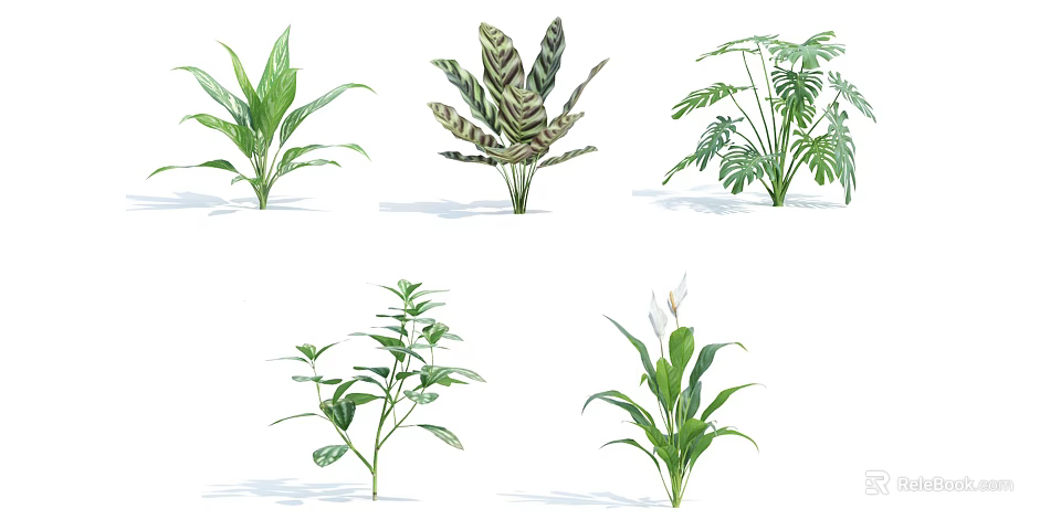 Six Different Green Shrubs with Varied Leaf Patterns and Foliage Shapes 3d model 