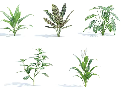 Six Different Green Shrubs with Varied Leaf Patterns and Foliage Shapes 3d model