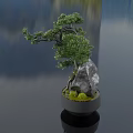 Indoor Bonsai Plant With Green Foliage In Ceramic Bowl And Moss