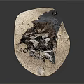 Ancient Tree Stump With Rough Wood Texture Surrounded By Dirt And Small Stones