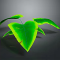 Green Plant with Heart Shaped Glossy Leaves and Vibrant Green Color on Dark Background