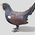 Grouse Bird With Dark Feathers Red Eye Green Chest And White Spots On Tail