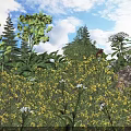 Bushes With Yellow Flowers And Lush Green Leaves Under Blue Sky With White Clouds