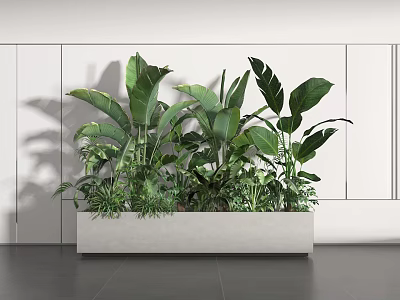 Broad Leaf Green Potted Plants in White Rectangular Planter with White Wall Gray Floor Background 3d model