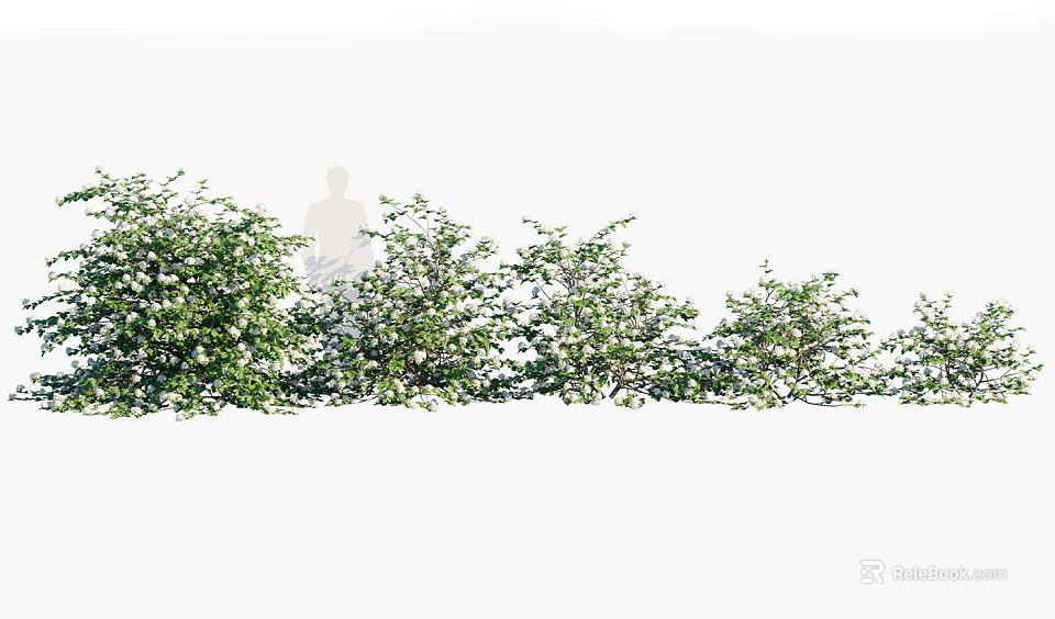 Row Of Flowering Shrubs With White Blooms For Outdoor Garden Landscaping Design 3d model 