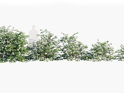 Row Of Flowering Shrubs With White Blooms For Outdoor Garden Landscaping Design 3d model
