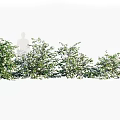 Row Of Flowering Shrubs With White Blooms For Outdoor Garden Landscaping Design