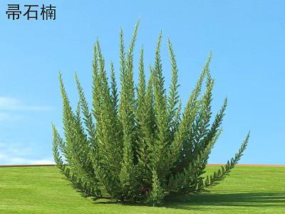 Lush Green Heather Shrub Growing On Green Grass Under Blue Sky Garden 3d model