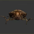 Close Up View Of Brown Beetle With Claw Like Head And Textured Exoskeleton
