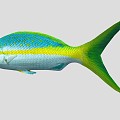 Yellow Snapper Marine Fish 3d model