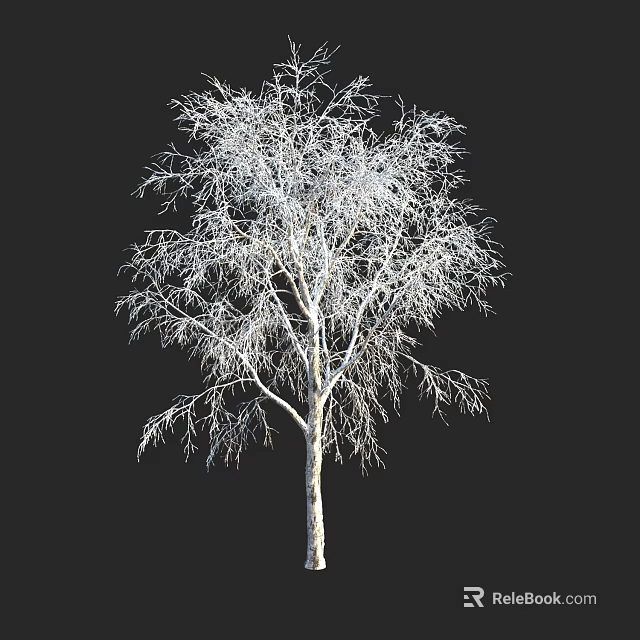 Leafless Tree With White Trunk And Slender Branches Against Black Background 3d model 