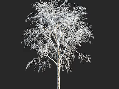 Leafless Tree With White Trunk And Slender Branches Against Black Background 3d model