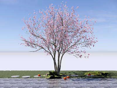Garden Landscape Featuring Pink Flowering Tree Stone Path Grass And Orange Fruits 3d model