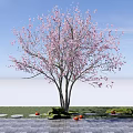 Garden Landscape Featuring Pink Flowering Tree Stone Path Grass And Orange Fruits