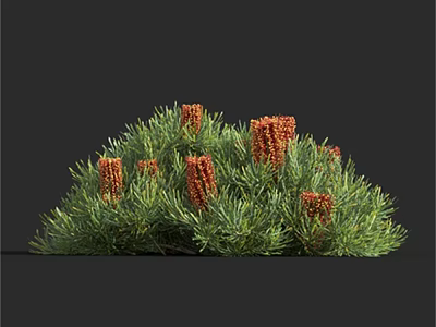 Lush Green Shrub With Vibrant Red Flower Spikes And Dense Foliage 3d model