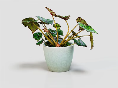 Beautiful Decorative Plant with Green and Red Leaves in White Ceramic Pot on White Background 3d model