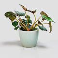 Beautiful Decorative Plant with Green and Red Leaves in White Ceramic Pot on White Background