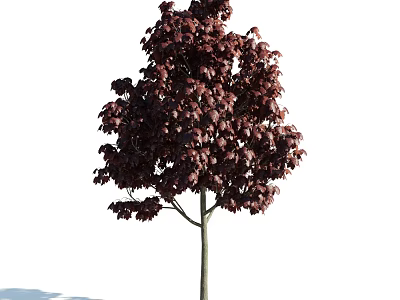 Crimson Leaf Arbor With Lush Dense Foliage And Slender Trunk In Garden 3d model