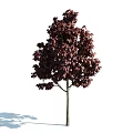 Crimson Leaf Arbor With Lush Dense Foliage And Slender Trunk In Garden