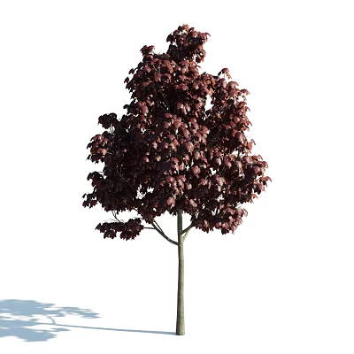 Crimson Leaf Arbor With Lush Dense Foliage And Slender Trunk In Garden 3d model