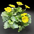 Blooming Yellow Flowers With Lush Green Leaves In Decorative Potted Plant