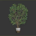 Green Leafy Indoor Plant with Lush Foliage and Brown Trunks in White Pot