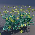 Vibrant Yellow Flowers with Feathery Green Leaves and Slender Stems in Lush Bloom