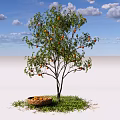 Fruit Tree With Orange Fruits And Basket On Green Grass Under Blue Sky