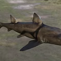 Gray Shark With Dorsal Fin And Streamlined Body Swimming In Ocean