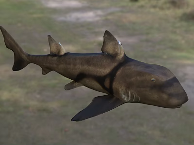 Gray Shark With Dorsal Fin And Streamlined Body Swimming In Ocean 3d model